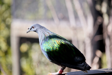 this is a side view of a nicobar pigeon