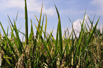 The tops of very fertile rice plants with green color in early summer in the Java area