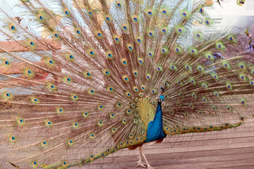 the peacock is looking for a mate