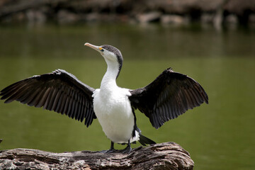 the pied cormorant is drying his wings