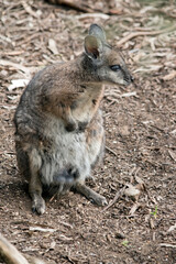 Naklejka na ściany i meble the tammar wallaby is a small wallaby with black claws