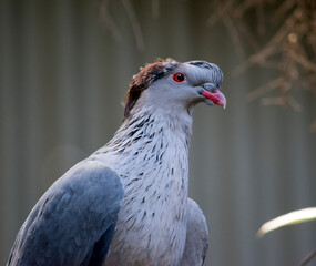 the topknot pigeon is a grey bird with brown on its head and an orange/red eye