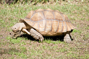 this is a side view of a African spurred tortoise