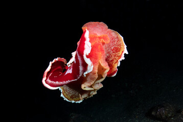A giant nudibranch (sea slug) - Spanish Dancer - Hexabranchus sanguineus is "dansing" in the night. Underwater world of Tulamben, Bali, Indonesia.	