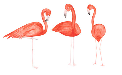 Set of 3 watercolor flamingos isolated on a white background. Hand-drawn pink tropical birds clipart. Cute illustration of exotic animals for your design. Colorful flamingos concept. Beautiful print.