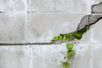crack old concrete wall broken with vine green plant.
