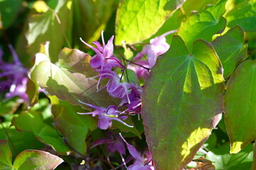 Longspur Epimedium (Epimedium grandiflorum 'Purple Prince') Purple Pixie features deep violet...