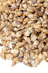 Whelks on white background