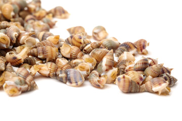 Whelks on white background