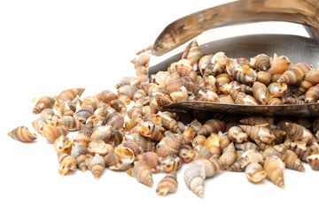 Whelks on white background