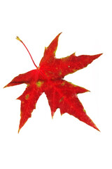 Red maple leaf isolated on white background 