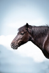 Fototapeta na wymiar Black Horse Profile Head Portrait Pictures.