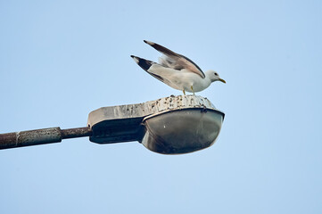 A seagull sits on a street light