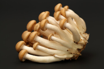 brown beech mushroom on black 