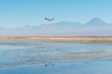 James Flamingo (Phoenicoparrus jamesi) flock flying above the Atacama salt flat, Atacama desert,...