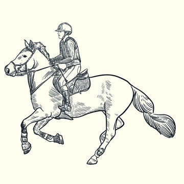 Vintage hand drawn horse training