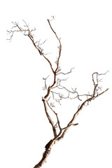 Dry branchs of dead tree with cracked dark bark.beautiful dry branchs of tree isolated on white background.Dry wooden stick from the forest isolated on white background .