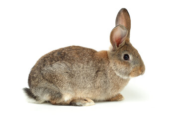 rabbit on a white background 