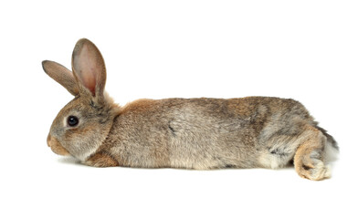 rabbit on a white background 