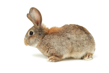 rabbit on a white background 