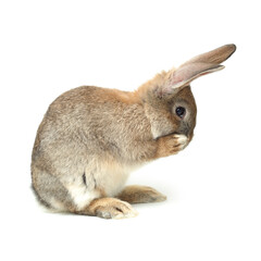 rabbit on a white background 