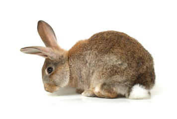 rabbit isolated on white background