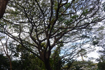 the texture of tall and beautiful tree branches in the middle of the forest