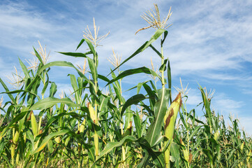 Obraz premium Corn farm concept. growing corn plantations,Farm corn organic food.The fresh green corn field with leaves and flowers in the farm of the light blue sky of the sunny day