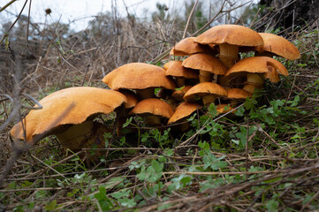 mushrooms in the woods