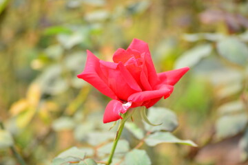red Rose flower in the garden