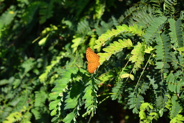 leaves in the forest