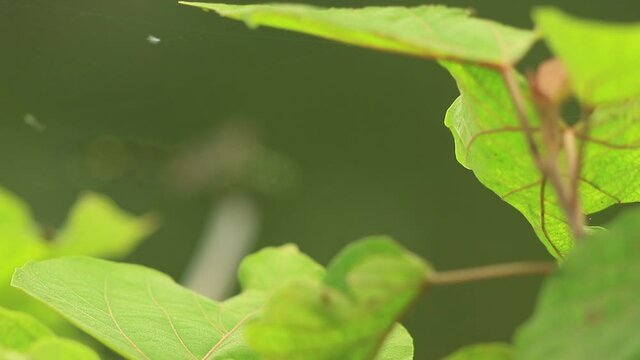 水辺で休んでいるウチワヤンマという名のトンボです（プルフォーカス）