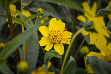 yellow flowers in the garden