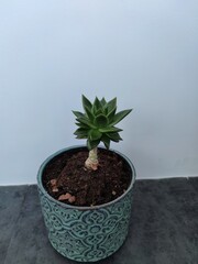 plant in a pot