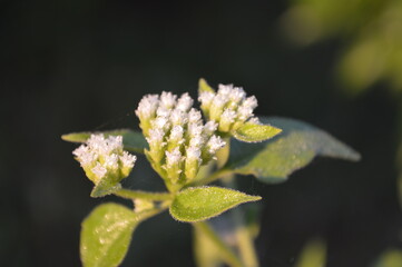 flower of a flower of a potato