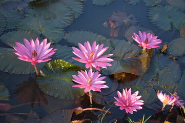 pink water lilies