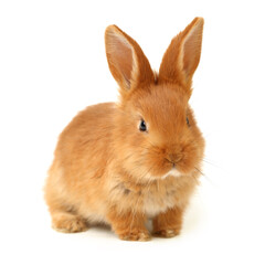 Baby of orange rabbit on white background