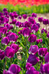 チューリップ2021