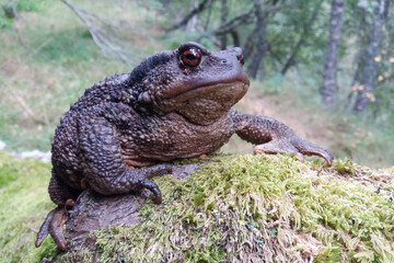 Huge common toad on a mossy stone