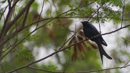bird on a branch