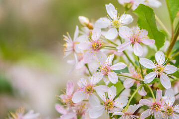 Obraz premium White and pink cherry flowers. The branches of a blossoming Cherry tree with white and pink flowers.