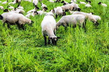 herd of sheep