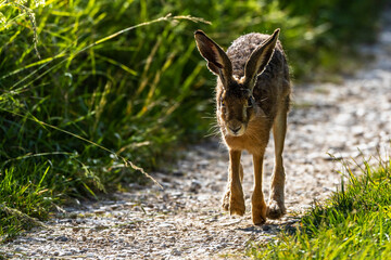 Feldhase (Lepus europaeus)