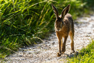 Feldhase (Lepus europaeus)