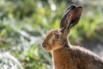 Feldhase (Lepus europaeus)
