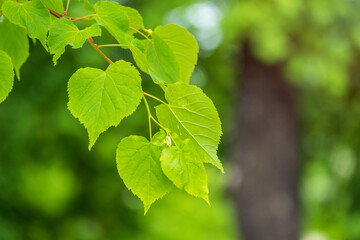 Green leaves of linden Tilia dasystyla on a green background.