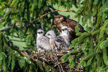 Mäusebussard (Buteo buteo), am Horst
