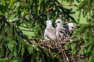 Mäusebussard (Buteo buteo), Jungvögel im Nest