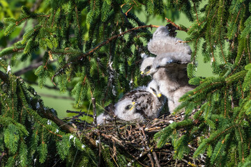 Mäusebussard (Buteo buteo), Jungvögel im Nest