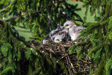 Mäusebussard (Buteo buteo), Jungvögel im Nest